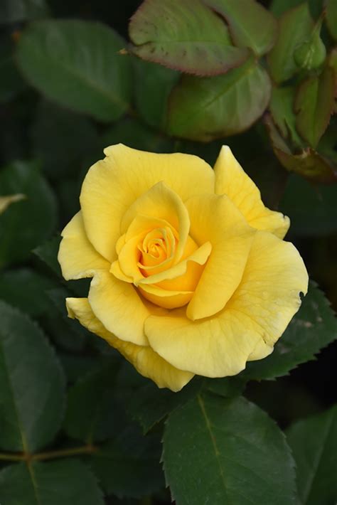 midas touch roses|Midas Touch Rose (Rosa 'Midas Touch') at GardenWorks.